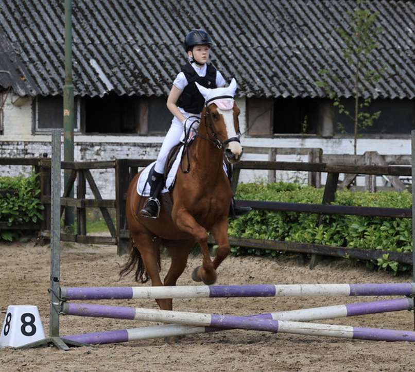 Horsify Verzorg Pony Gezocht