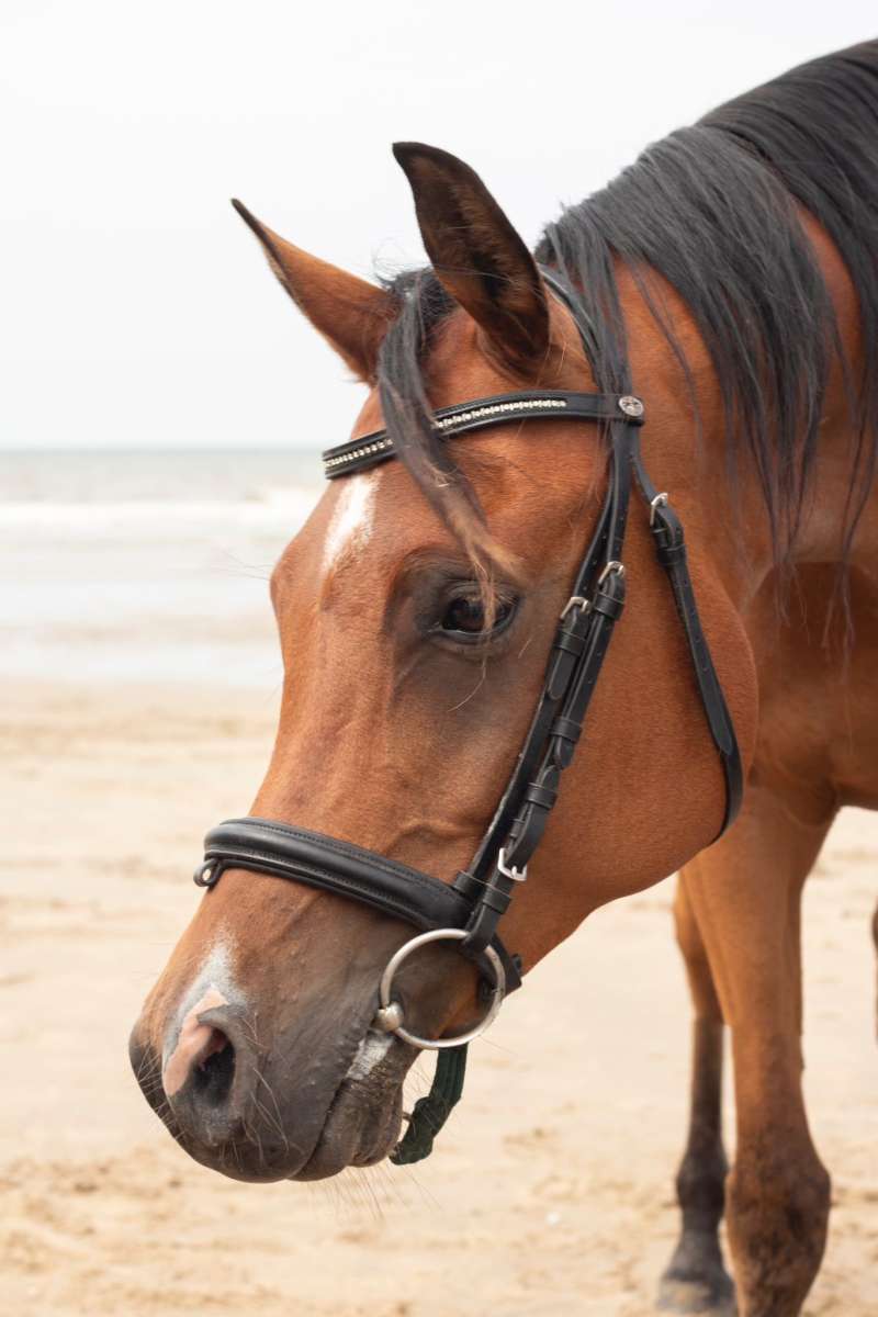 Horsify - Lieve arabier
